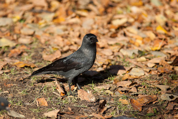 Jackdaw, Daw (Corvus monedula)