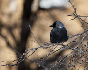 Jackdaw, Daw (Corvus monedula)