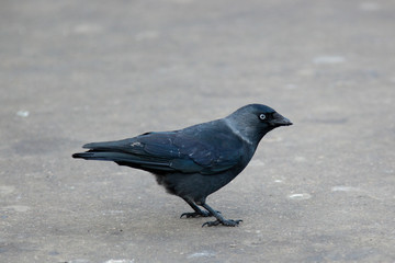 Jackdaw, Daw (Corvus monedula)