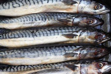 Fresh mackerels