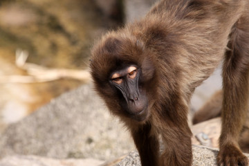 Gelada Baboon - Blutbrustpavian