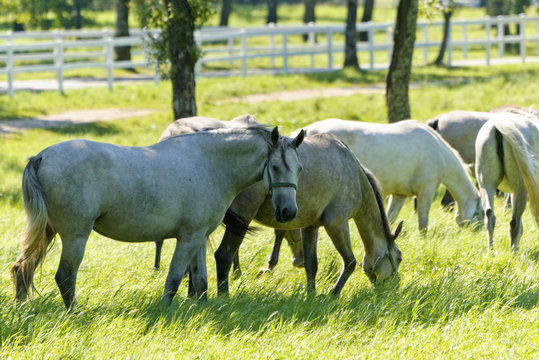 Mandria di cavalli lipizzani 5