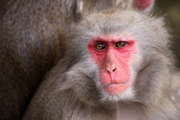 Japanese Macaque - Macaca Fuscata