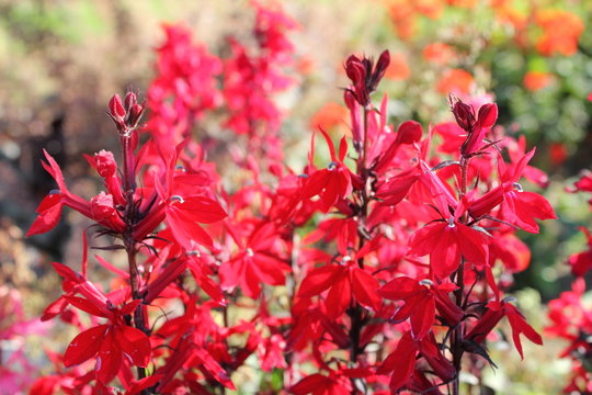 rote Lobelien Blumen