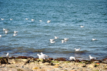Seagulls Swimming in the Ocean