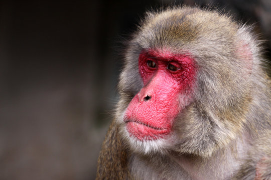 Rotgesichts- oder Japanmakake - Macaca Fuscata