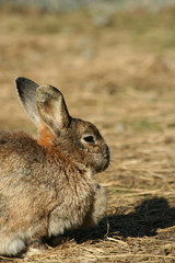 Close up of a rabbit