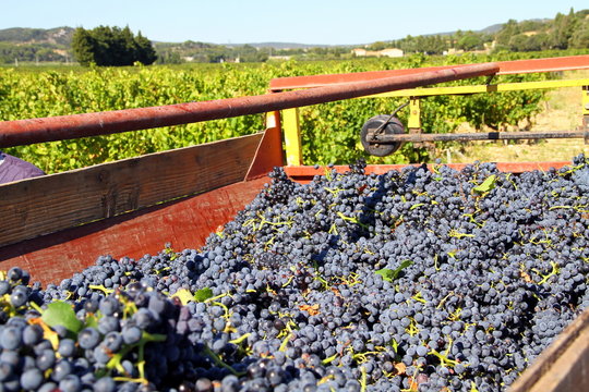Benne &agrave; vendanges