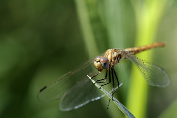 dragonfly