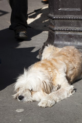chien couché endormi au soleil