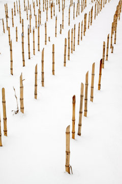 Corn Stubble In The Snow