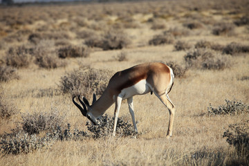 Fressendes Impala Antilope