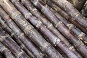 sugarcane