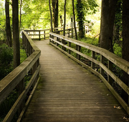 Wooden Boardwalk In Forest