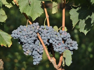 Vitigno di uva Cesanese