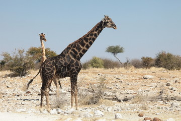 Giraffe im Etosha