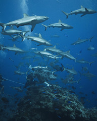 Grey reef sharks at a shark feed. Osprey reef, Australia