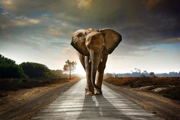 Deurstickers Bestsellers Dieren Lopende olifant