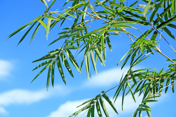 bambou sur fond de ciel bleu
