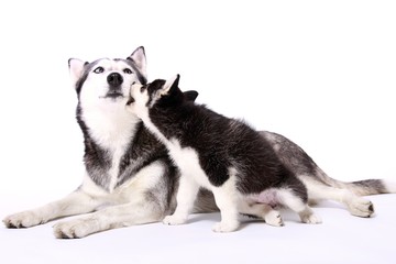 Schlittenhunde Welpe gibt Kuss
