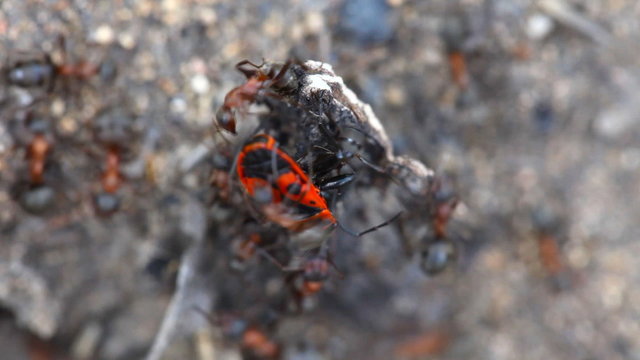 Ants attacking beetle pyrrhocoris apterus, close-up