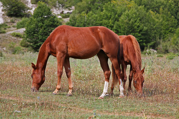 Naklejka na ściany i meble Horses Pasture in Green Field