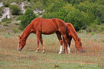 Obraz premium Horses Pasture in Green Field