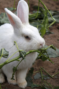 Kaninchen