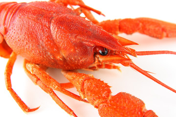 crayfish close up