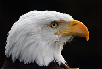 Bald eagle