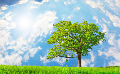 Fototapeta na wymiar piękne zielone drzewo na łące