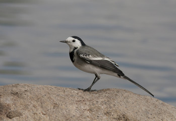 Wagtail