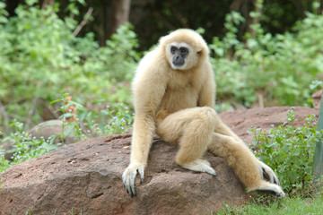Gibbon