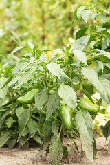 pepper