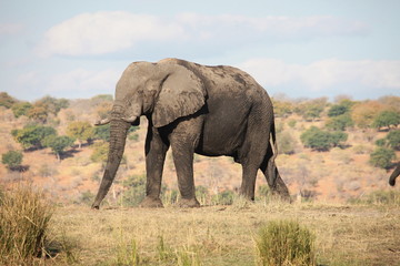 Fototapeta na wymiar Elefant im Chobe