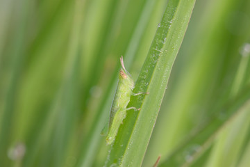 locust larvae
