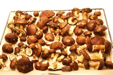 gesammelte Pilze