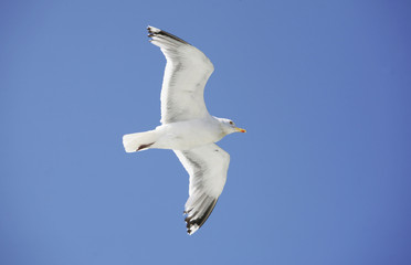 möwe am blauen himmel