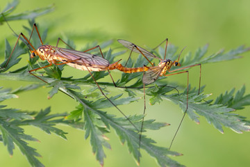 mosquito insects mating