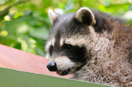 Waschb&auml;r