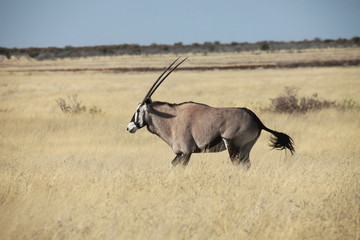 Obraz premium Oryx Antilope