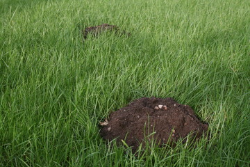 Brown earth molehill on deep green grass