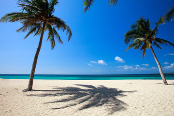 Obraz na płótnie Canvas Palm trees on tropical beach