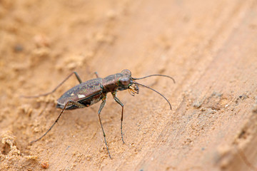 tiger beetles insects - cicindelidae