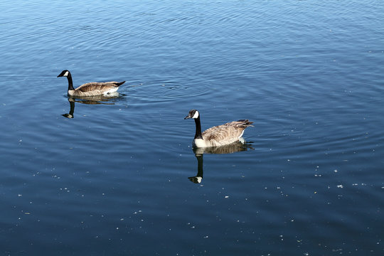 two canadian geese swimming in river with reflection