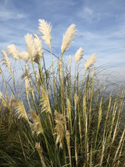 cortaderia selloana
