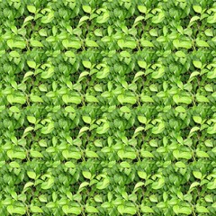 Obraz premium greens