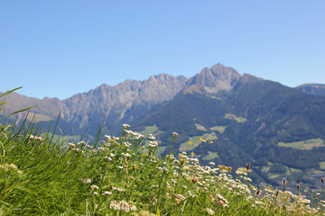 Obraz premium Bergwiese Alpen