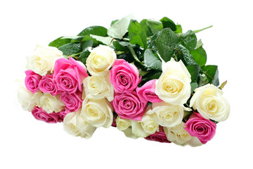 White and pink roses with water drops isolated on white.