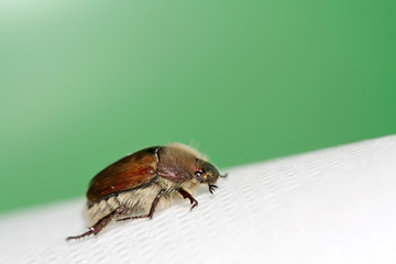 chafer